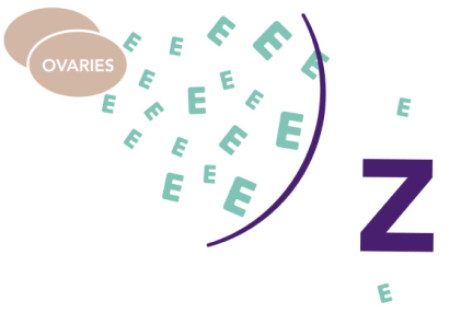 Illustration of how ZOLADEX reduces estrogen made by the ovaries and aromatase inhibitors reduce estrogen made by other tissues