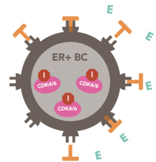 Illustration of how ZOLADEX reduces estrogen made by the ovaries and tamoxifen blocks estrogen from breast cancer cells